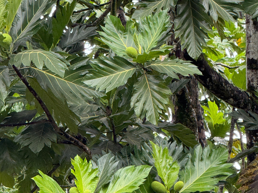 火玛卢霞植物园-卡内奥赫必去景点