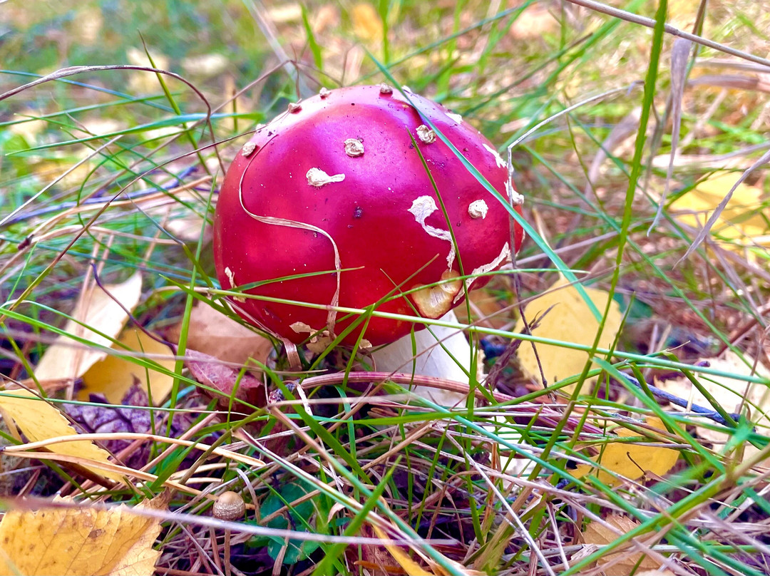 Muir of Dinnet National Nature Reserve-Dinnet必去景点