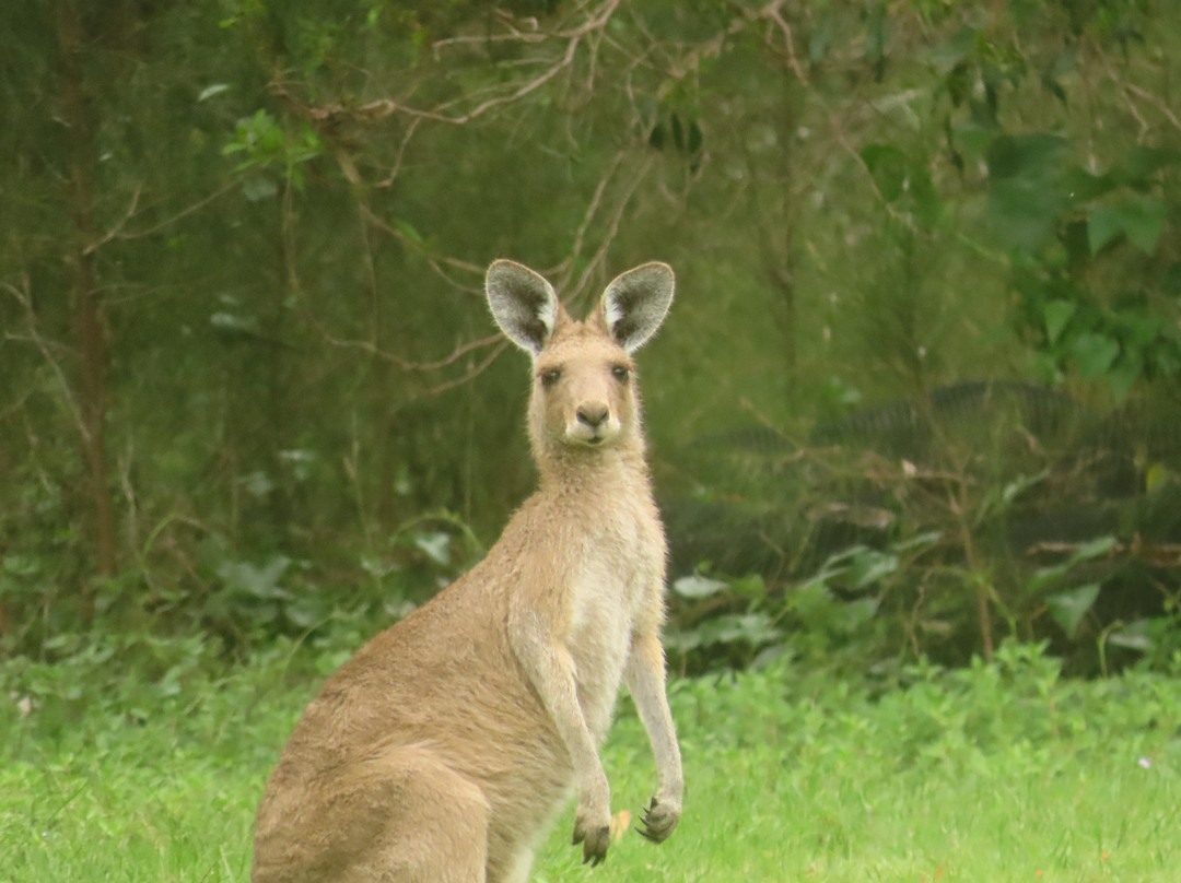 Coombabah Lakes Conservation Area-Coombabah必去景点