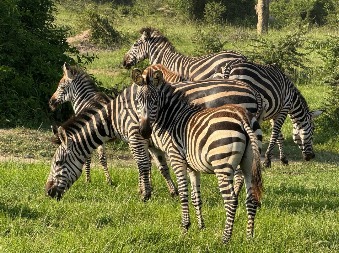 Gorilla Riddles-坎帕拉必去景点