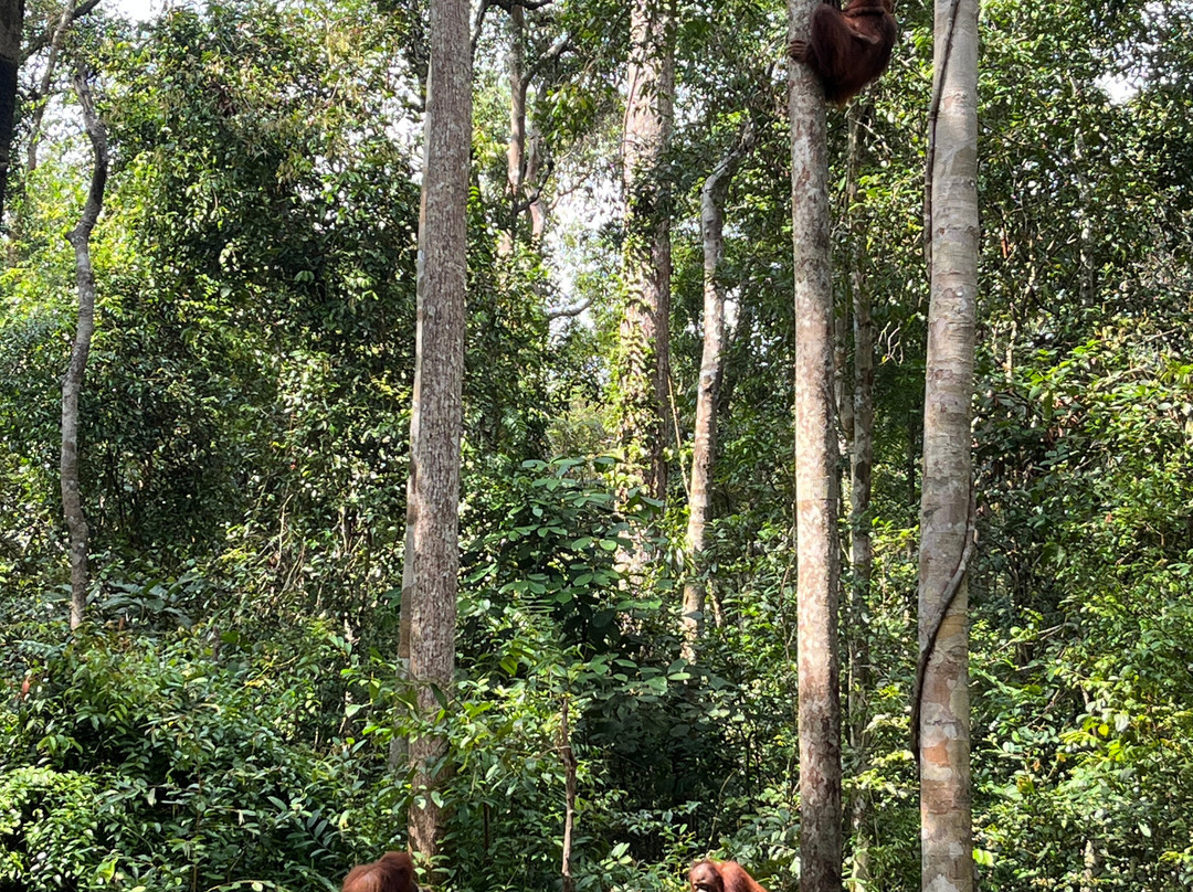 Orangutan Houseboat Tour-Kumai必去景点