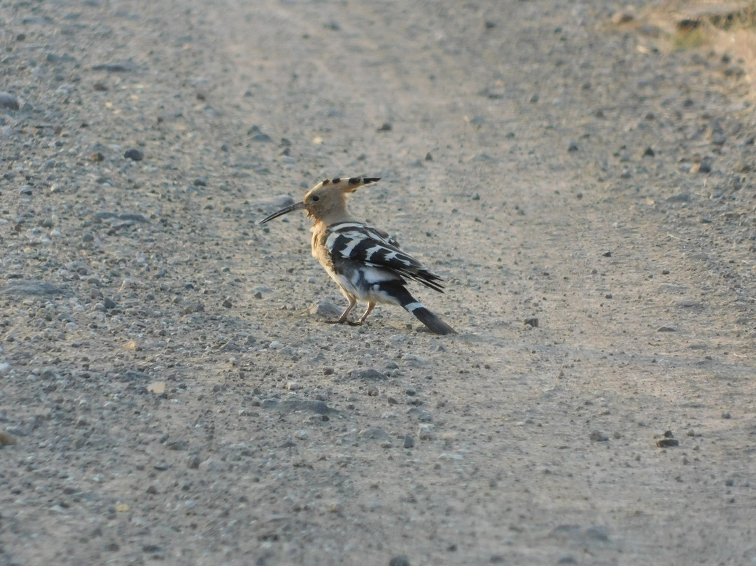 Pune Grassland Wildlife Safari