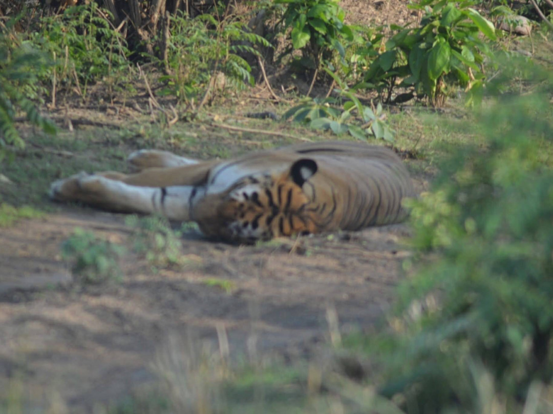 Jim Corbett Jungle Safari JCJS | Jeep Safari-Dhikuli必去景点