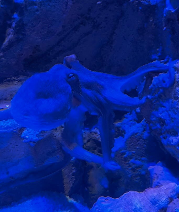 AquaRio-里约热内卢必去景点