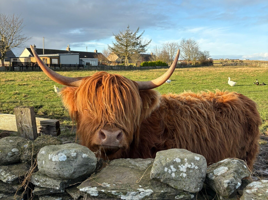 Geise Farm-Thurso必去景点