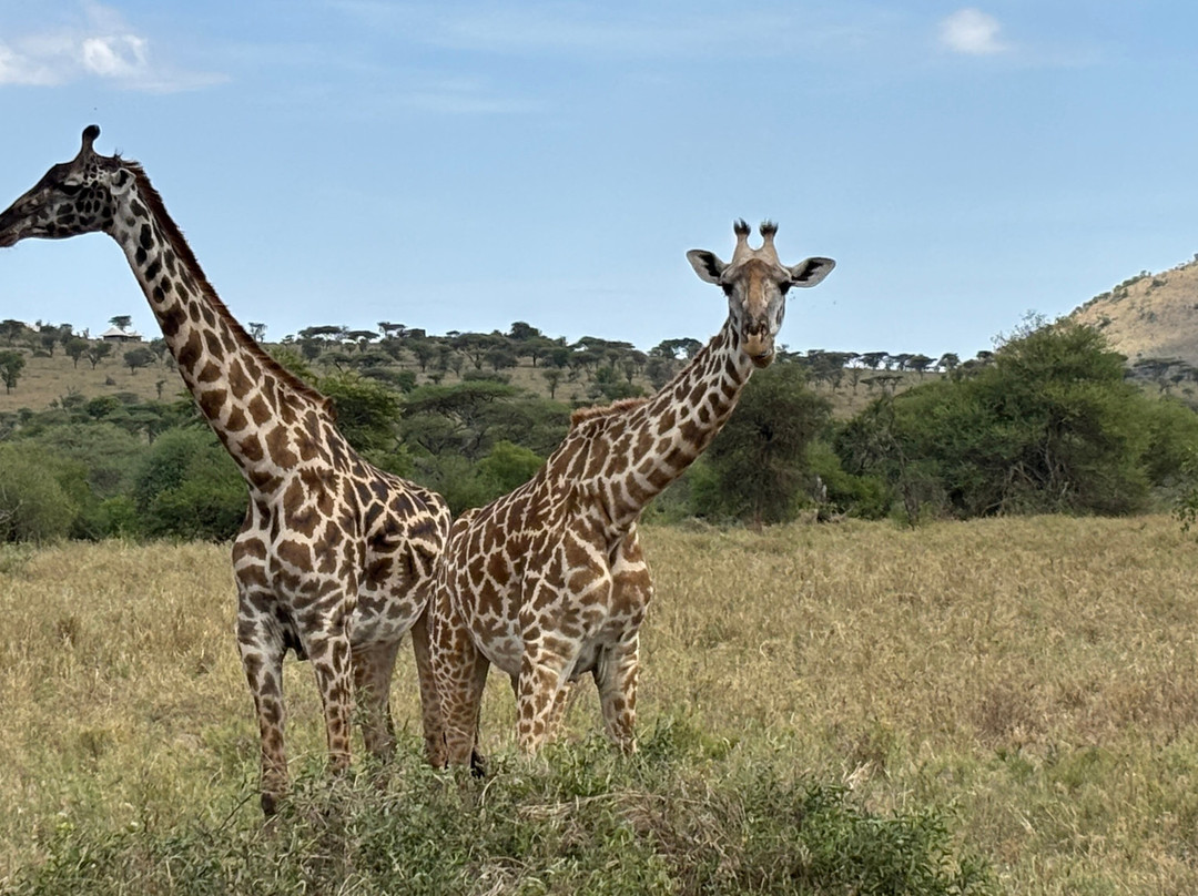 Caracal Tours & Safaris-莫西必去景点