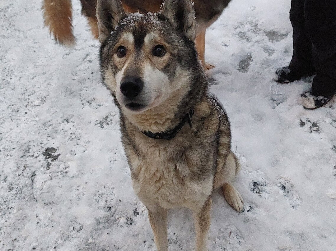 Arctic Circle Husky Park-罗瓦涅米必去景点