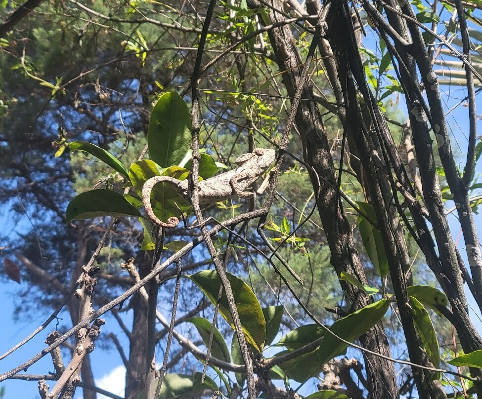 狐猴公园-安塔那那利佛必去景点