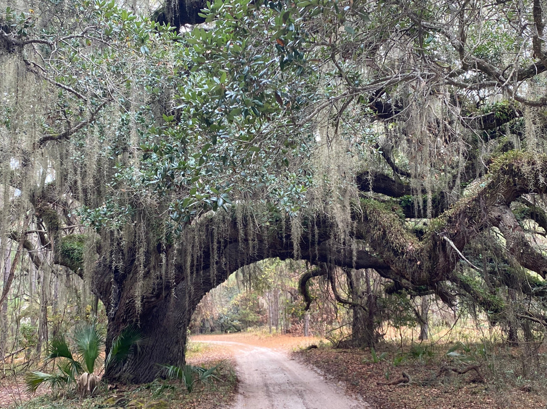 The Lands and Legacies Tour-Cumberland Island必去景点