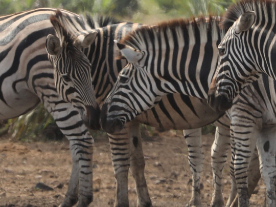 Kimburi Tours-德班必去景点