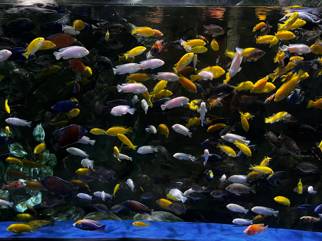 Marassi Aquarium & Underwater Zoo-Diyar Al Muharraq必去景点