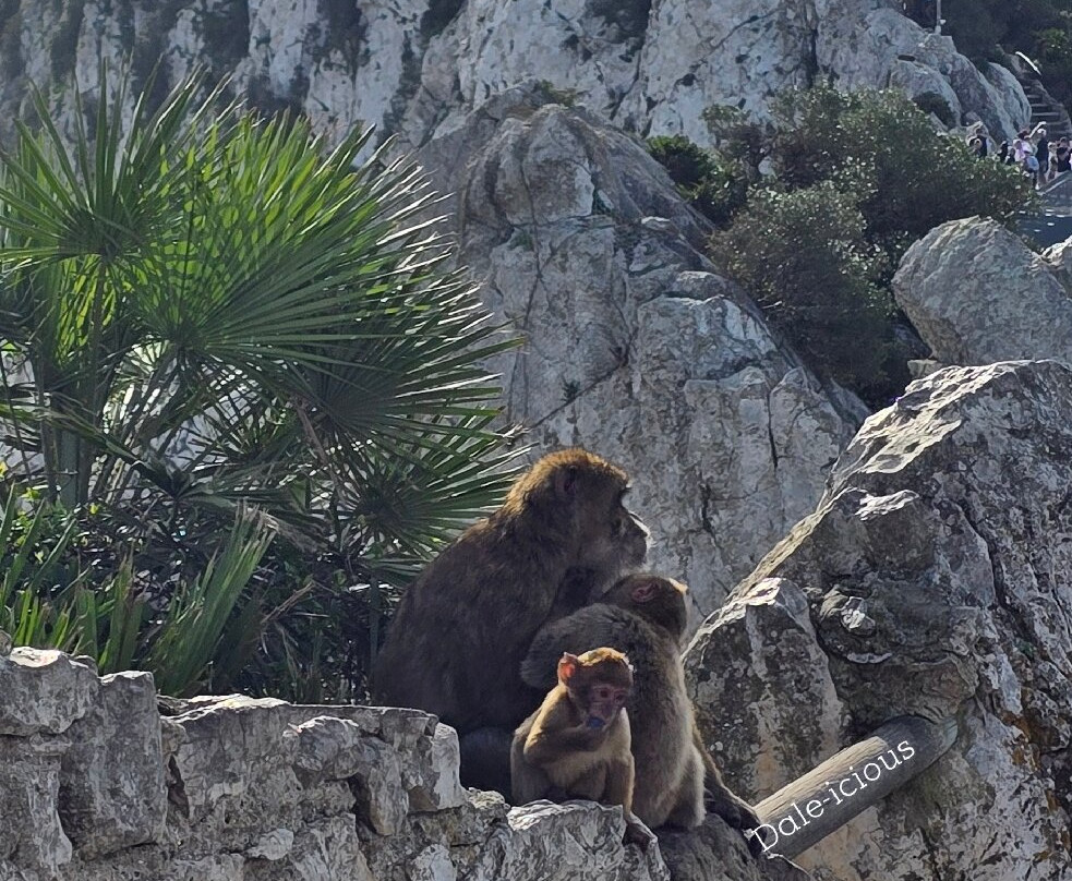Gibraltar Upper Rock Nature Reserve-直布罗陀必去景点
