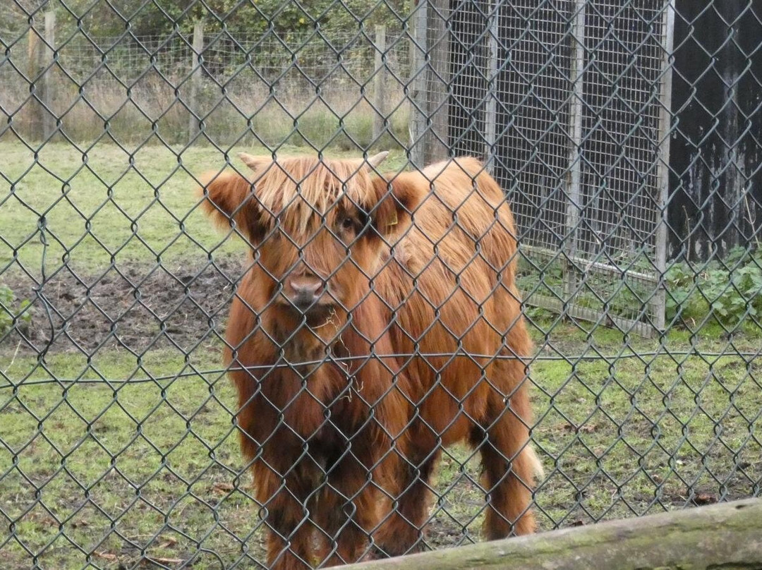Greenacres Animal Park-Deeside必去景点
