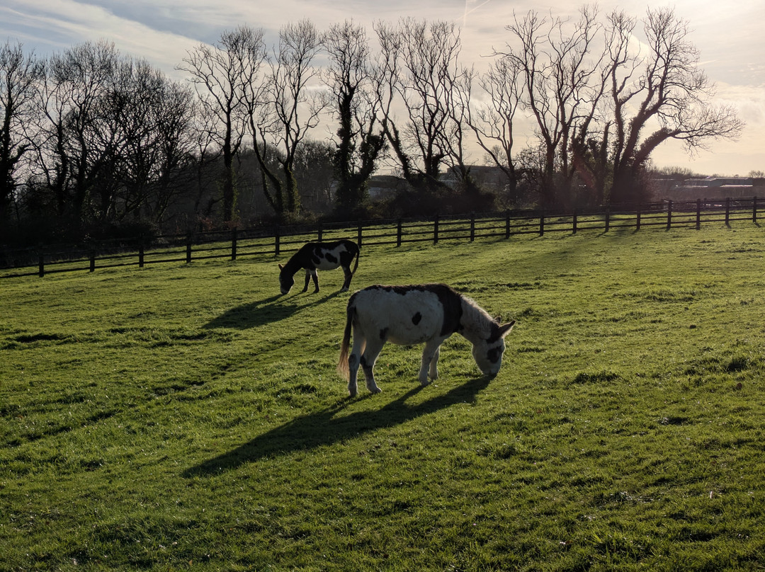 The Donkey Sanctuary-西德茅斯必去景点