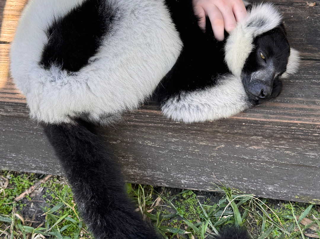 Exotic Animal Experience-奥兰多必去景点