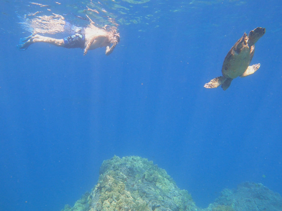 Hawai'i Surf and Kayak-普阿克必去景点