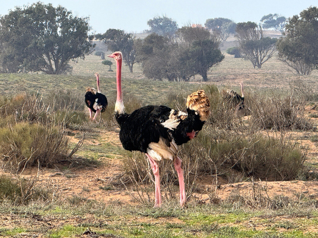 Ranch Tamri-阿加迪尔必去景点