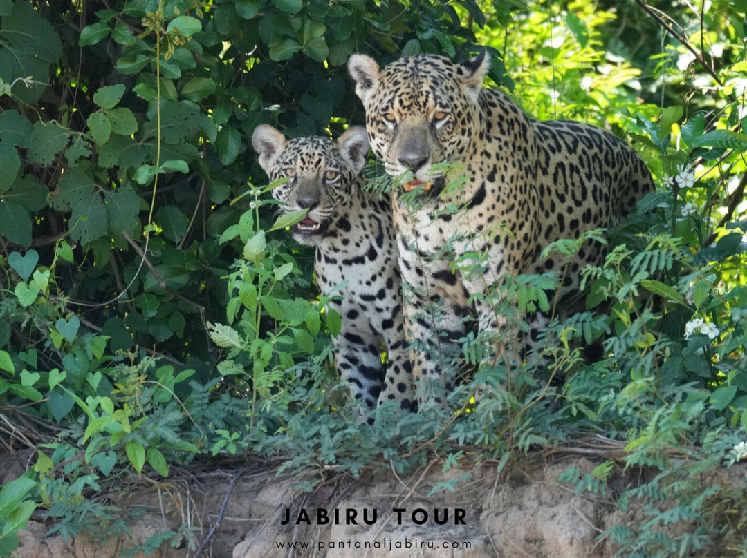 Jabiru Tour-Cuiaba必去景点
