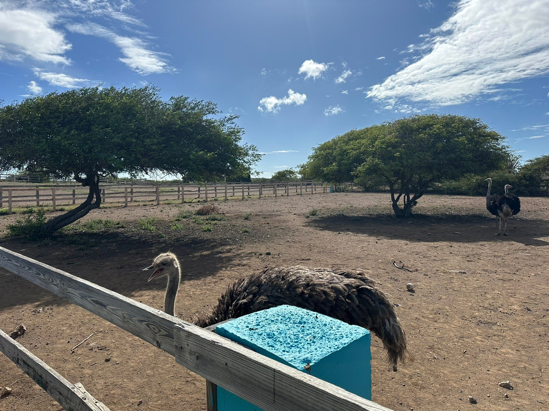 Curacao Ostrich Farm-库拉索必去景点