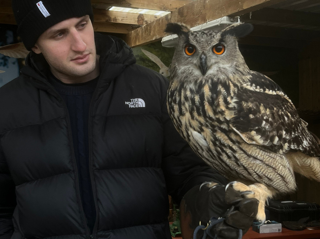 Mayfield Birds of Prey-Kilmacthomas必去景点