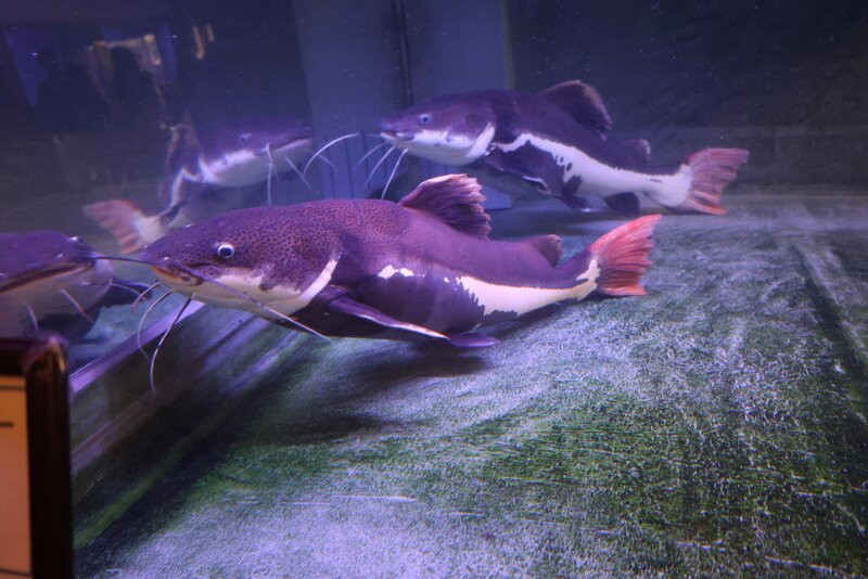 Shiraike Jigoku-别府市必去景点