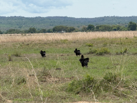 NICE ADVENTURE SAFARI-Dar es Salaam必去景点