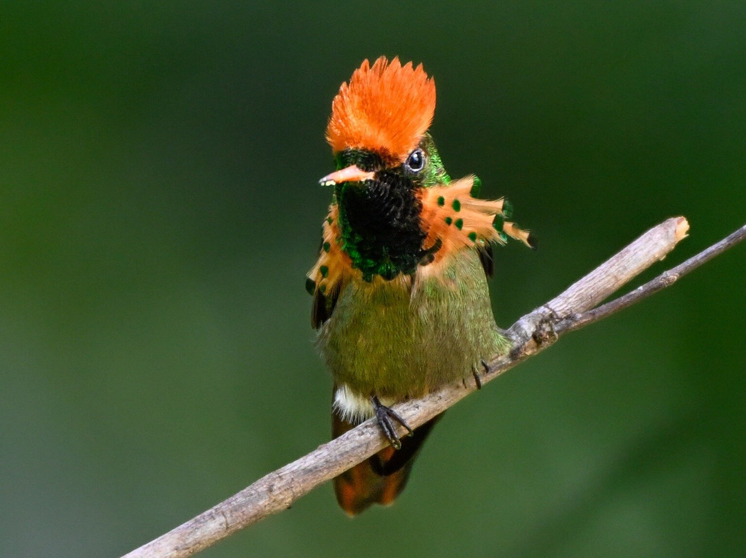 Bajnath's Estate Hummingbird Sanctuary-Matura必去景点