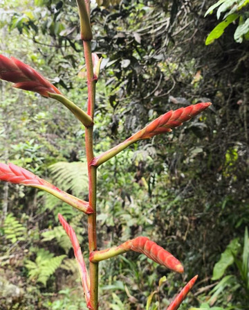 Black Inca House-Betulia必去景点