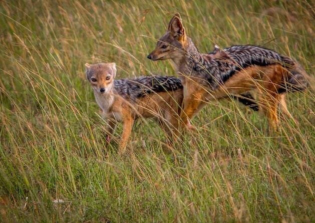 KILI SLOPE TOURS AND SAFARIS LTD-Usa River必去景点