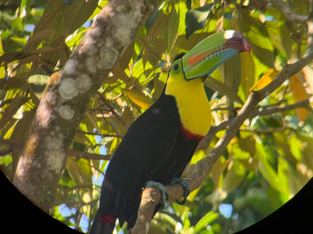 Sambola Tours Tortuguero-托图杰多必去景点