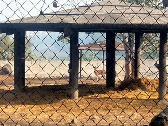 Rajiv Gandhi Zoological Park-浦那必去景点