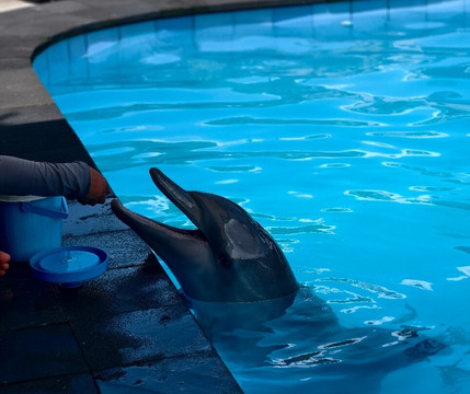 Bali Star Tour - Day Tours-登巴萨必去景点