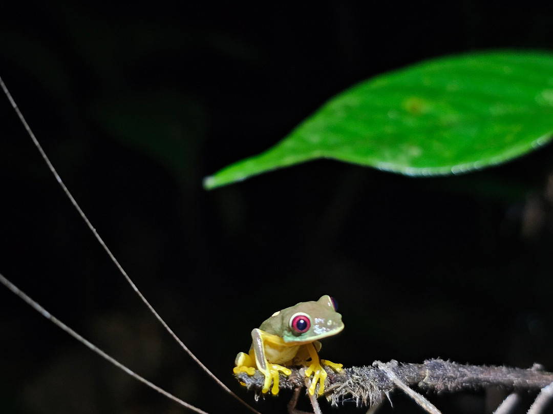 Sierpefrogs-Sierpe必去景点