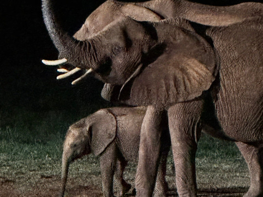 Mimmo Shaibu Kenya Safari-瓦塔木必去景点