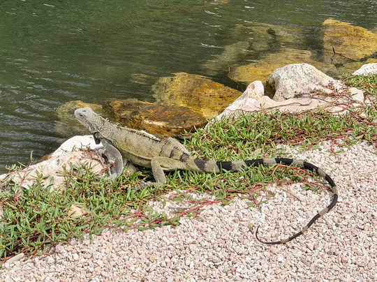 Curaçao Rif Mangrove Park-威廉斯塔德必去景点