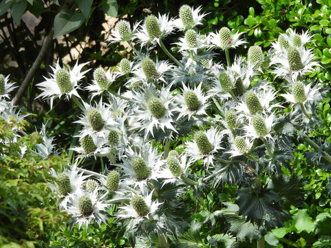 Wild Meadows Garden Little Hartley Nsw