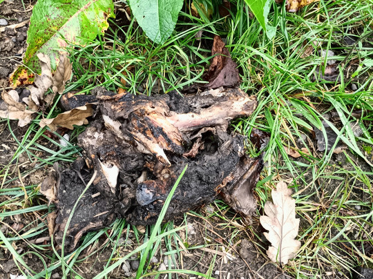 Alpaca Sanctuary-Pontardawe必去景点