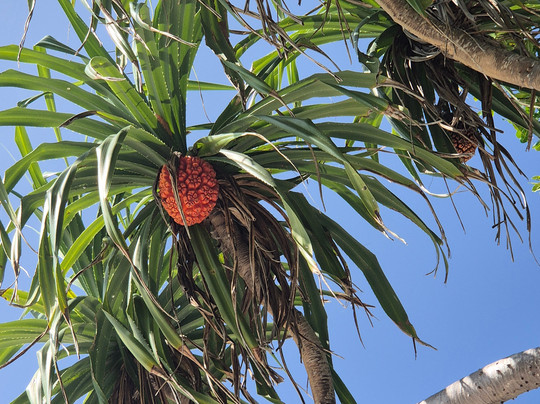 Nala Veli Beach & Spa主图