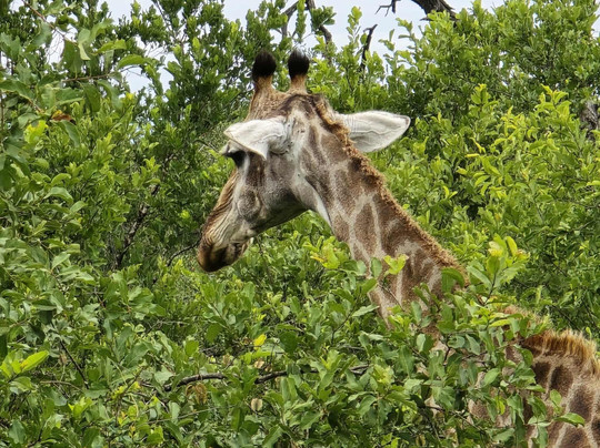 CD Tours - Day Trips-马里兰必去景点