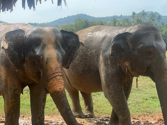 Koh Yao Elephant Beach-阁耀亚伊岛必去景点