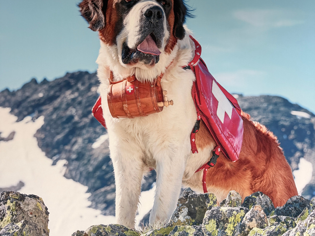 Barryland - Musée Et Chiens Du St-bernard-马蒂尼必去景点