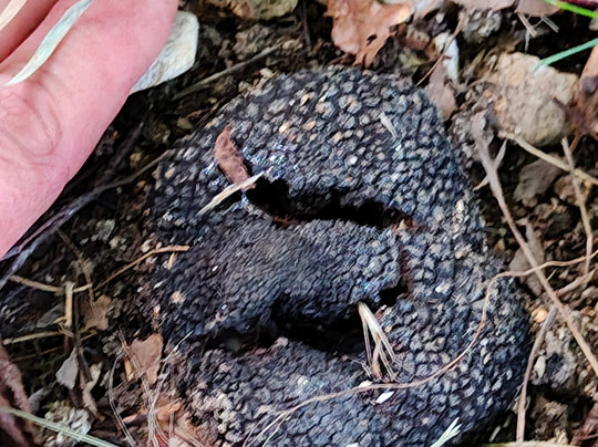 Tartufi Bianconi-卡斯泰洛城必去景点