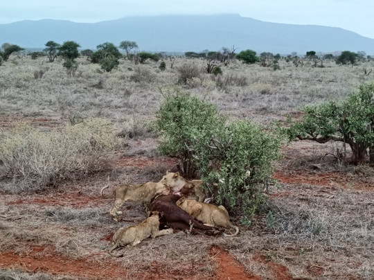 Rhino Safaris-内罗毕必去景点