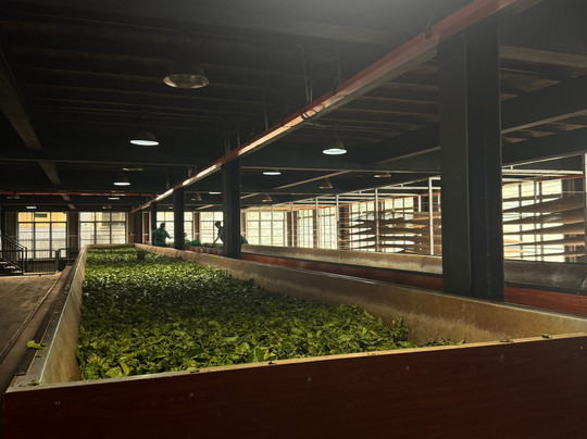 Oak Ray Tea Factory & Museum-拉马伯达必去景点