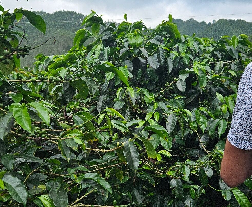Finca Cafetera Don Elias-萨伦托必去景点