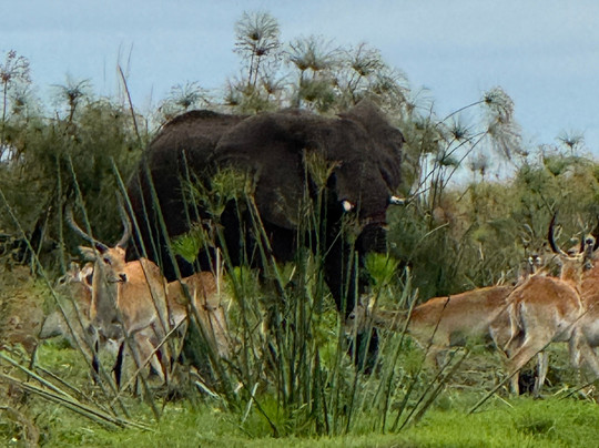 The African Wild-马翁必去景点