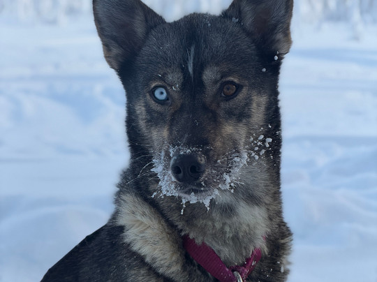 哈士奇雪橇之旅-罗瓦涅米必去景点