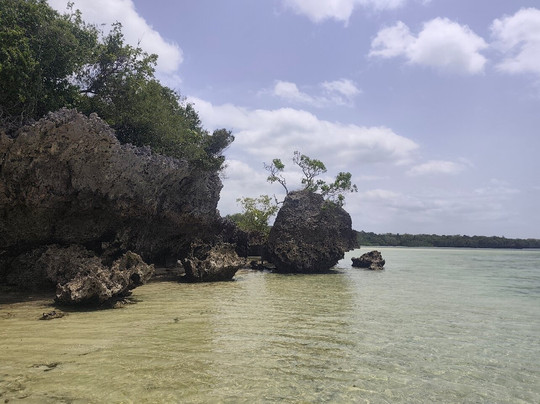 Ethical Dolphin Tours - Kizimkazi, Zanzibar-Kizimkazi必去景点