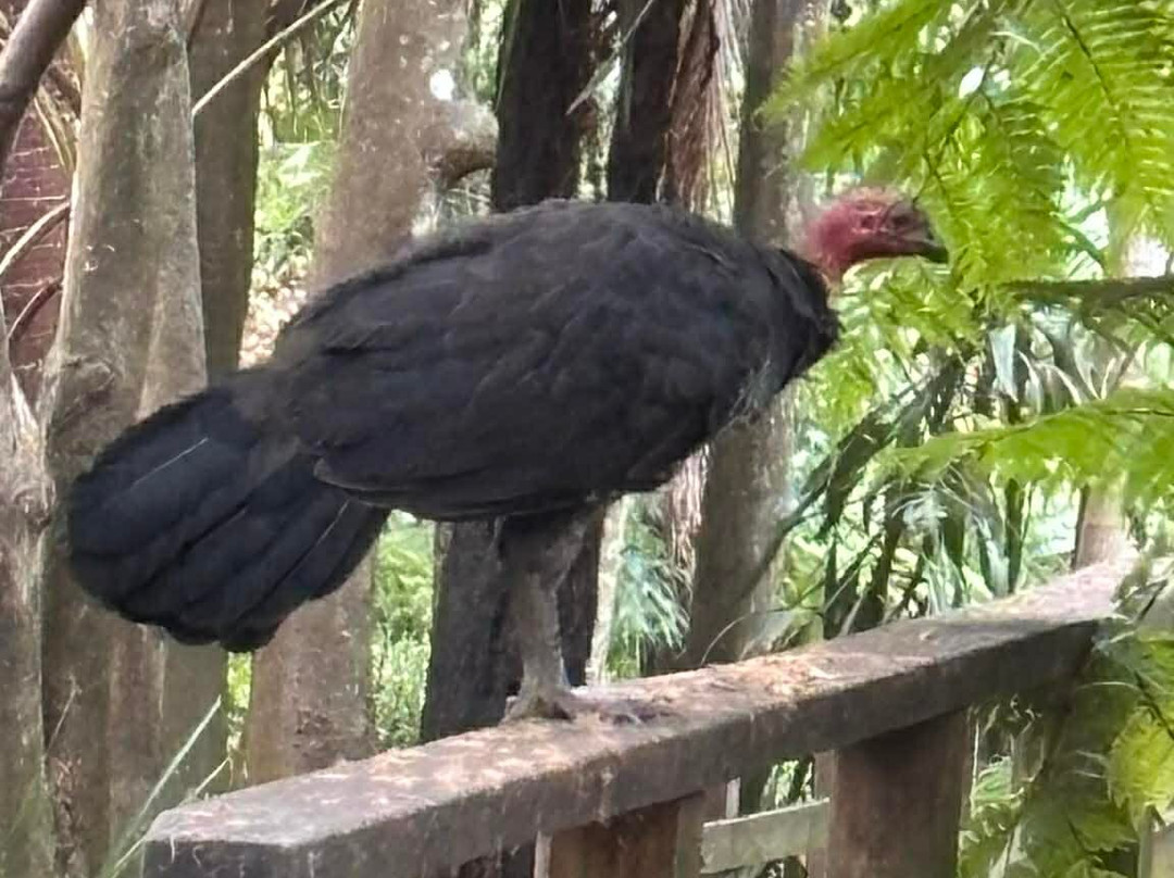 Stringybark Reserve-莱恩科夫必去景点