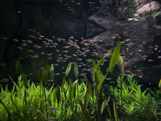 Marassi Aquarium & Underwater Zoo-Diyar Al Muharraq必去景点